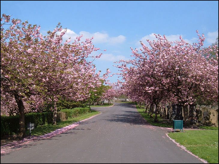 Blossoms