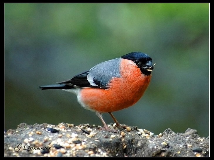 Bullfinch