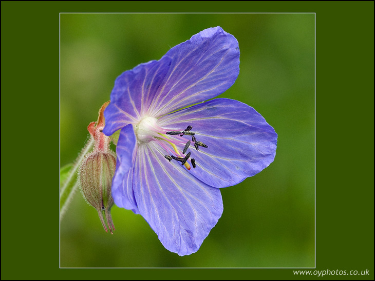 Cranesbill