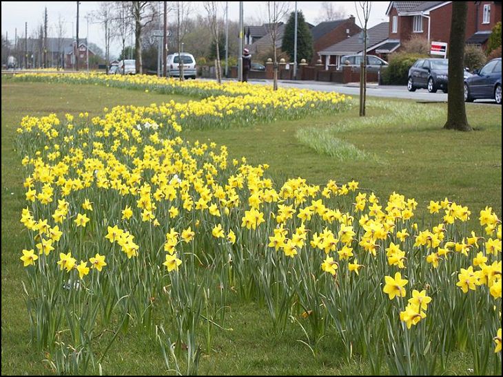 Aspull Daffs