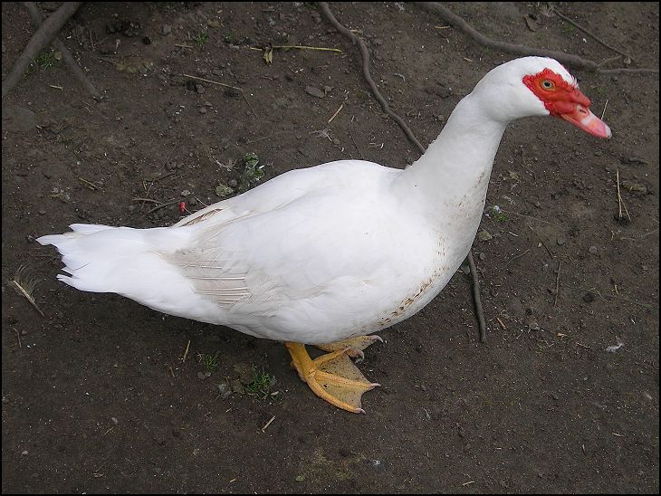 Wigan Duck