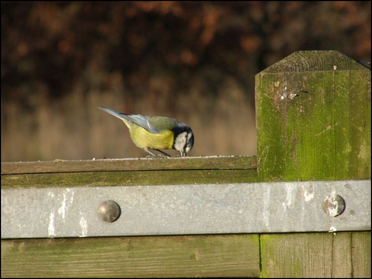 Fence