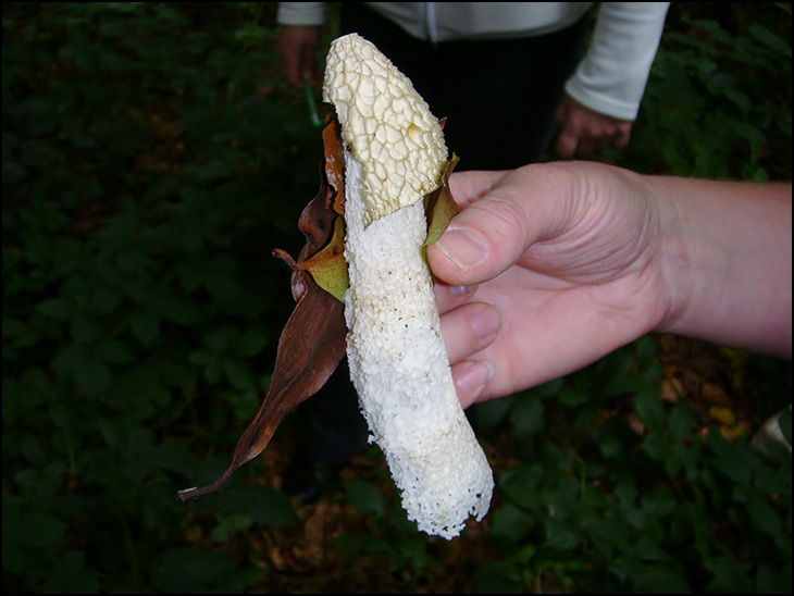 Stinkhorn