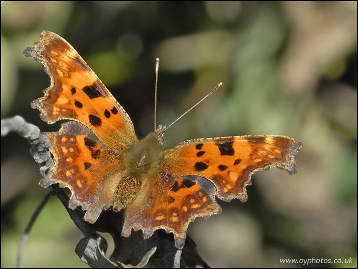 Comma