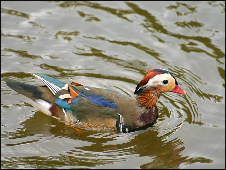 Mandarin Duck.