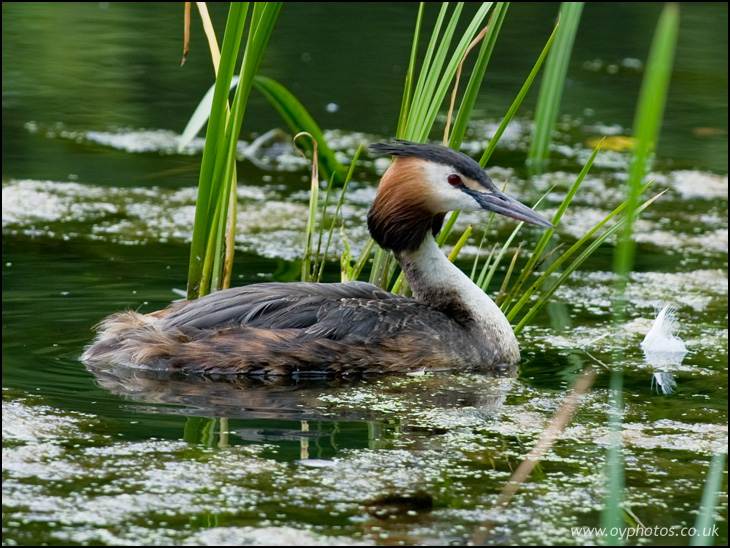 Great-crested grebe