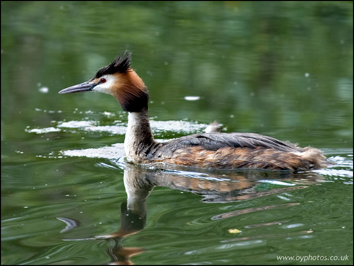 Great-crested grebe