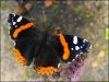 Red Admiral