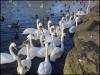 Swans at Three Sisters