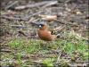 Bullfinch