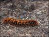 Large Caterpillar