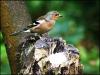 Chaffinch