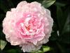 Peony