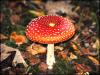 Toadstool