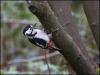 Greater spotted woodpecker