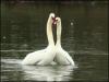 Loving Swans