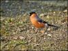 A cock bullfinch