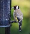 Goldfinch