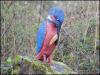 Kingfisher carving