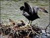 A coot and her chicks