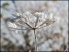 Iced Plant