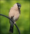 Female Bullfinch