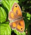 Meadow Brown