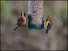 Goldfinches