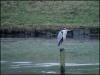 Heron