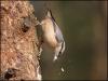 Nuthatch