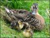 Duck and ducklings