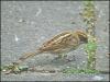 A Female Reed Bunting