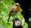 Robin