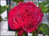 Very red roses
