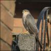 Sparrow Hawk