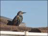 Starling...