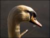 Swan close-up