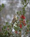 Mistle thrush