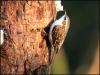 Tree creeper