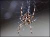 Garden Spider