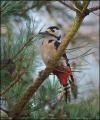 Greater Spotted Woodpecker