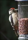 Woodpecker