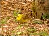 Yellowhammer