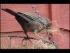 Blackbird Building Nest