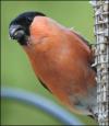 Male bullfinch