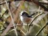 Long tailed tit