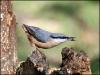 Nuthatch