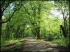 Haigh Hall Plantations