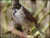 Reed Bunting