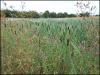 Bulrushes